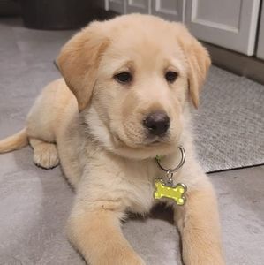 Meet your Posher, Sandy